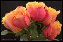 Five Peach, Pink, and Yellow Roses 5-19-2016.jpg