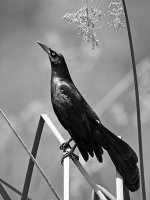 GrackleBW.jpg