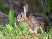 Rabbit.jpg