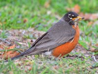Robin2.jpg