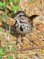 Sparrow.jpg