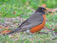 Robin3.jpg