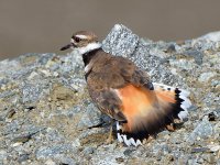 Killdeer6.jpg