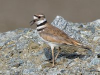 Killdeer7.jpg