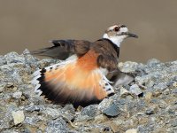 Killdeer11.jpg