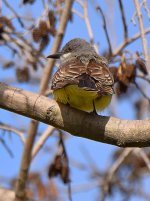 Kingbird.jpg