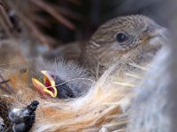 Finch3.jpg Finch3.jpg