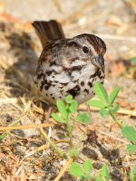 Sparrow3.jpg