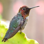 Hummer7.jpg