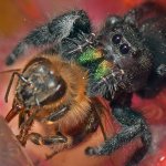 Spider6.jpg