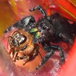 Spider5.jpg