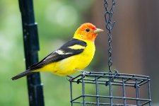 WestTanager-101.jpg