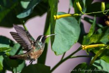 DSC_0741.jpg