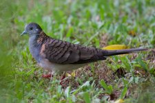DSC_7195.jpg