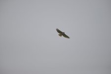 DSC_3181+Hawk-0001.jpg