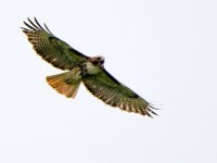 DSC_3181+Hawk-0002.jpg