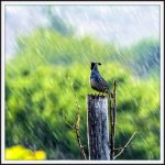 _DSC6001-Edit.jpg
