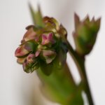 1MC_4540.jpg