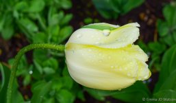 DSC_0151_Flora_18.jpg