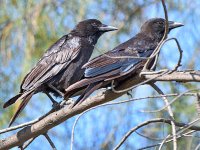 Crows2.jpg