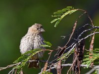 Finch.jpg
