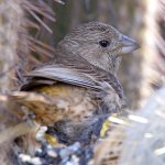 Finch2.jpg