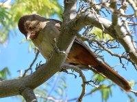 Towhee3.jpg