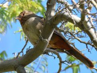 Towhee4.jpg