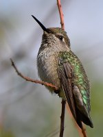 Hummer12.jpg