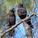 Crows.jpg