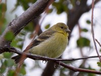 Finch3.jpg