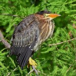 GreenHeron5.jpg