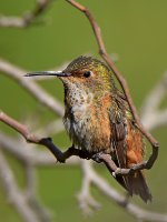 Hummer5.jpg