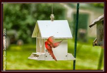 Rainy Days and Bird Watching-7640-Edit.jpg