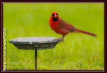 Rainy Days and Bird Watching-7656-Edit.jpg