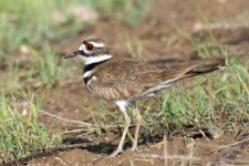 Killdeer-110.jpg