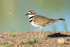 Killdeer-113.jpg