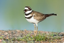 Killdeer-112.jpg