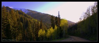 Aspens at the Top 5-21-2016.jpg