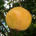 fruit.jpg