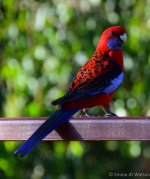 DSC_0487.jpg