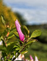 Pink-Flower.jpg