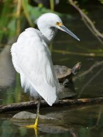 Egret.jpg