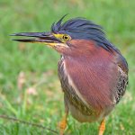 GreenHeron3.jpg