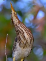 GreenHeron9.jpg