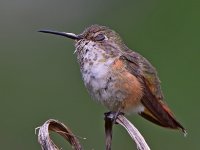 Hummer7.jpg