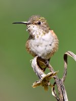 Hummer14.jpg