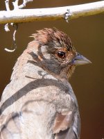 Towhee2.jpg