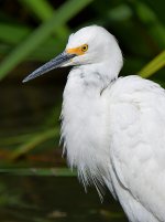 Egret2.jpg