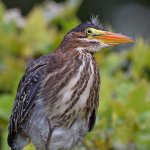 GreenHeron7.jpg